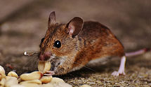 24 Hour & Emergency Exterminators in Jersey Mills, PA